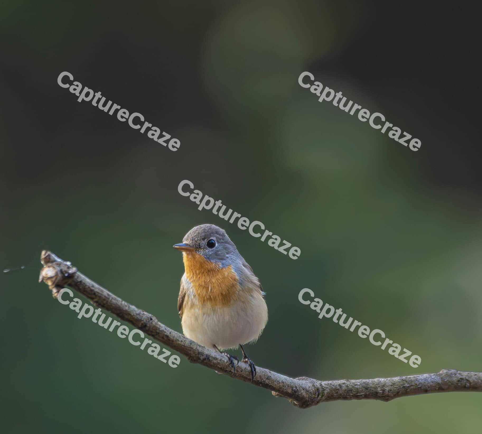 Red-breasted flycatcher sitting on a tree branch